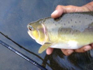 Pink Salmon